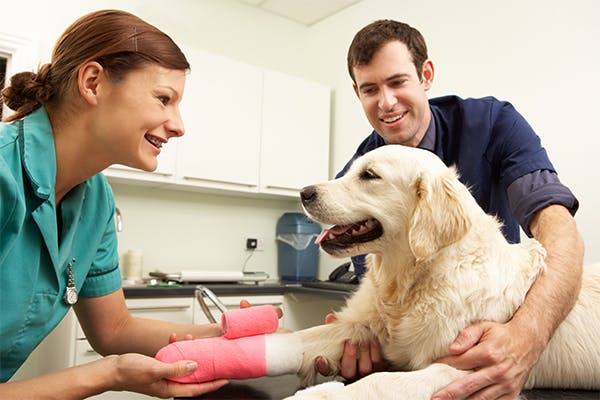 Dog-at-the-vet-with-his-owner-and-the-doctor