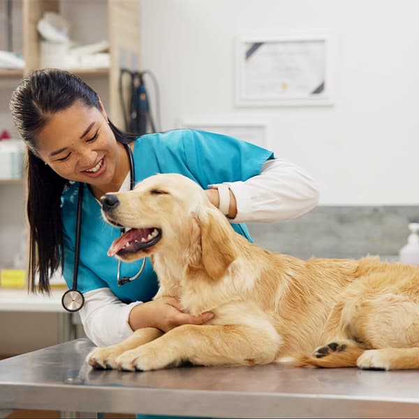 Pet-care,-stethoscope-and-dog-with-veterinary-girl-in-consultation-office-for-growth,-wellness-and-examination.